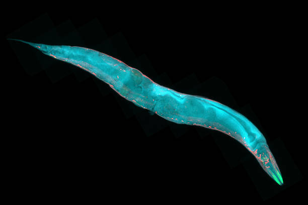 Caenorhabditis elegans Caenorhabditis elegans, a free-living transparent nematode (roundworm), about 1 mm in length. Fluorescence micrograph. high scale magnification stock pictures, royalty-free photos & images