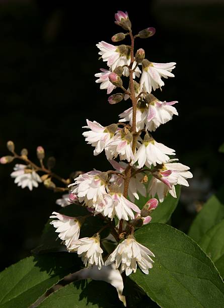 pink flowers of shrub Deutzia scabra at spring pink flowers of shrub Deutzia scabra at spring deutzia scabra stock pictures, royalty-free photos & images