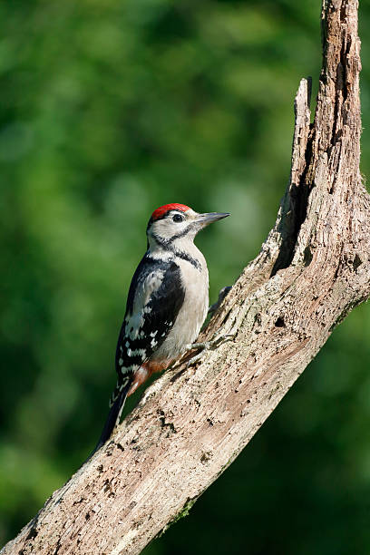 istock Great-spotted woodpecker, Dendrocopos major 505841263
