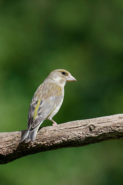 istock Greenfinch, Carduelis chloris 505841285