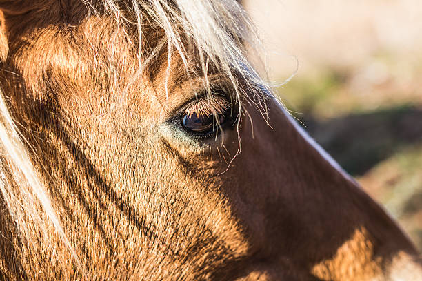 wilde caballos - wilde animal fotografías e imágenes de stock