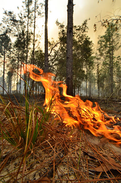 istock Macro of flames moving through pine forest 505841670