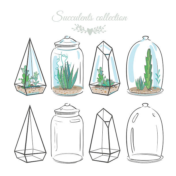 compositions with succulents set of vector floral compositions with cactus and succulents in decorative glass containers harmonia stock illustrations