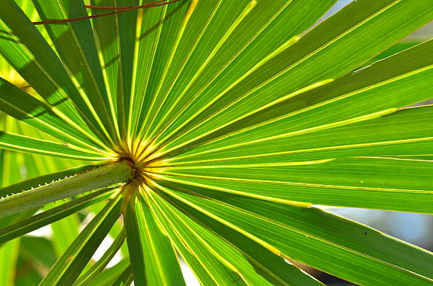 Close up of a Saw Palmetto frond found in northern Florida.