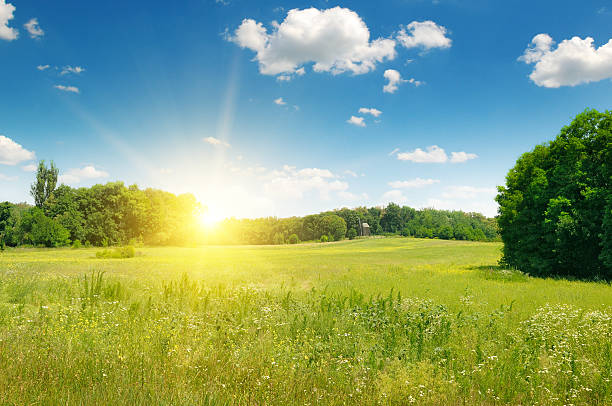 field, le lever du soleil et ciel bleu - lea photos et images de collection