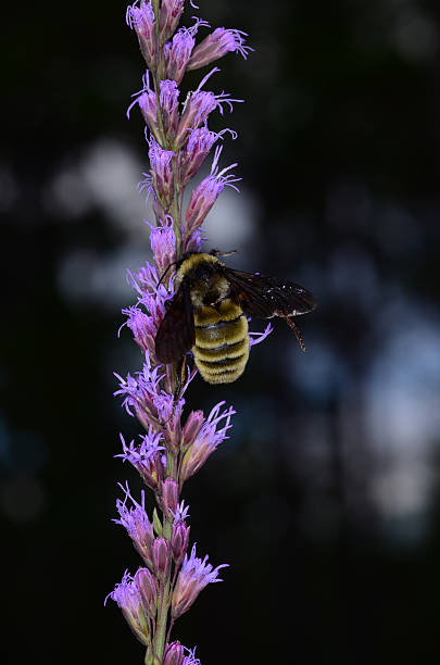 istock Bumble bee on purple flower stalk 505842062