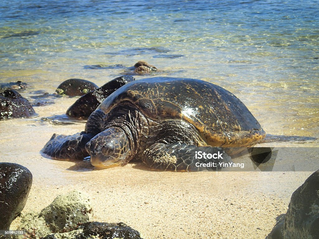 Hawaiian Sea Turtle Sleeping on the Sandy Beach of Kauai Subject: A green sea turtle resting on the beach of Kauai. Animal Stock Photo