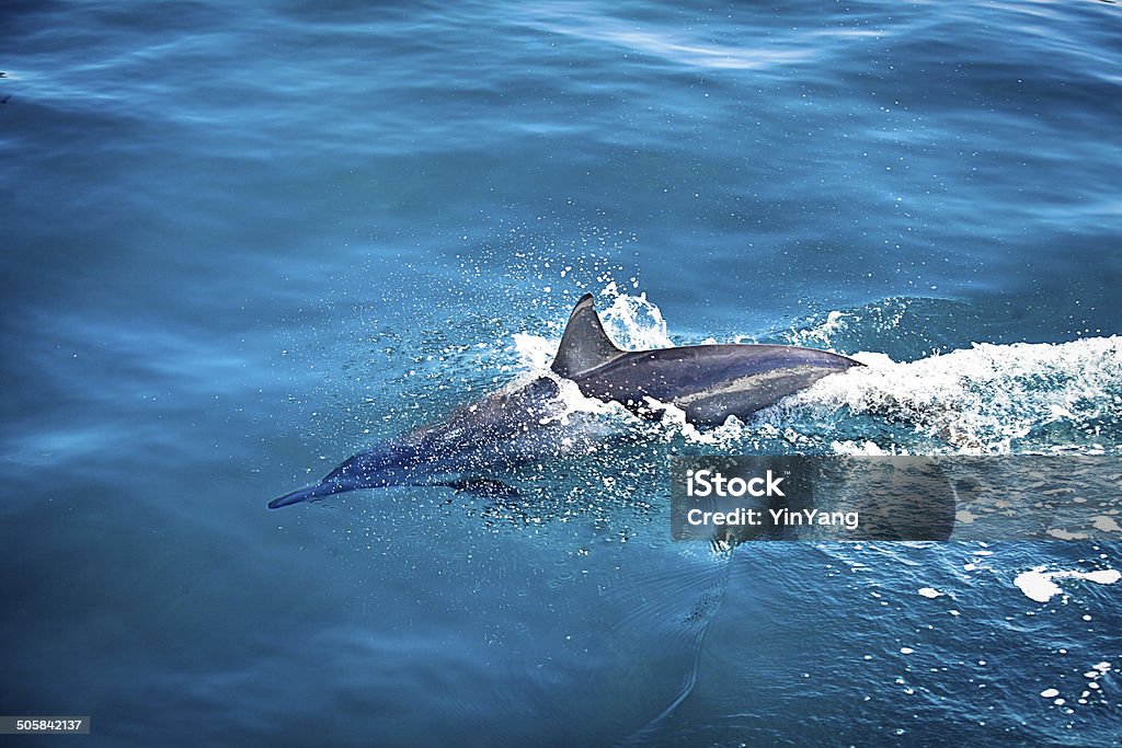 Длиннорылый продельфин плавание в Тихий океан - Стоковые фото Брызги роялти-фри