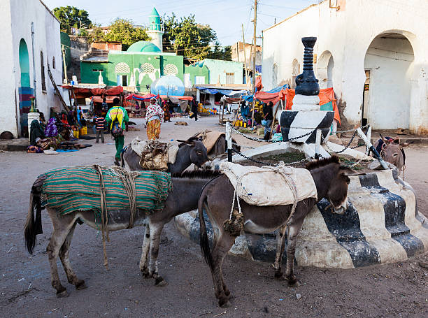 donkeys 기다리다 로드할 수 있는 마켓 스퀘어. 하레르. 에디오피아. - animal africa ethiopia mule 뉴스 사진 이미지