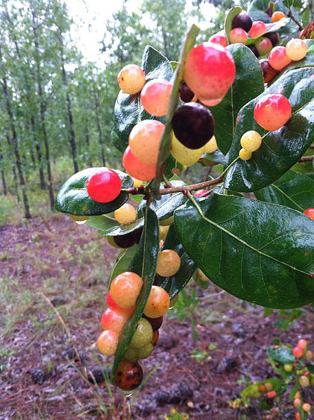 Galls of different colors on oak tree