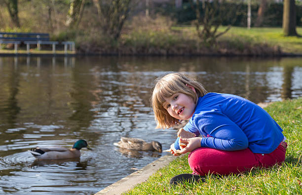 istock Young girl feeding ducks with bread 505842235