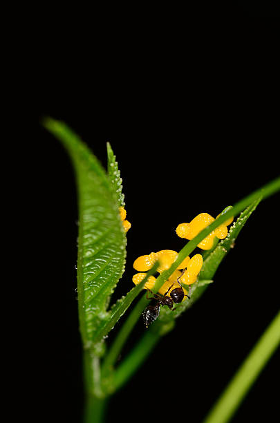 istock Yellow butterfly eggs and small black ant on Passion Vine 505843170