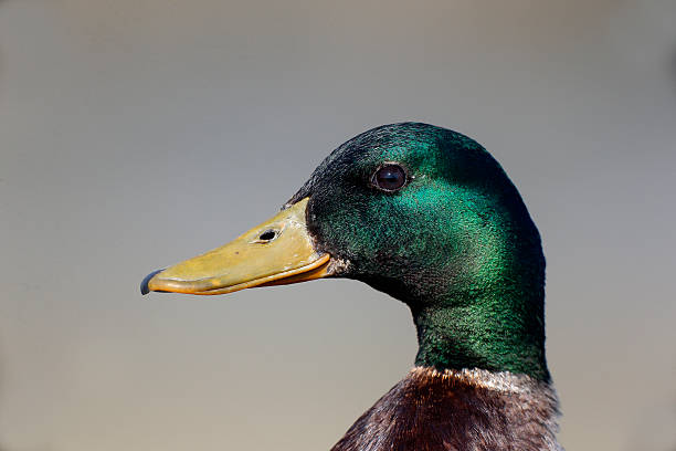 istock Mallard, Anas platyrhynchos 505843181