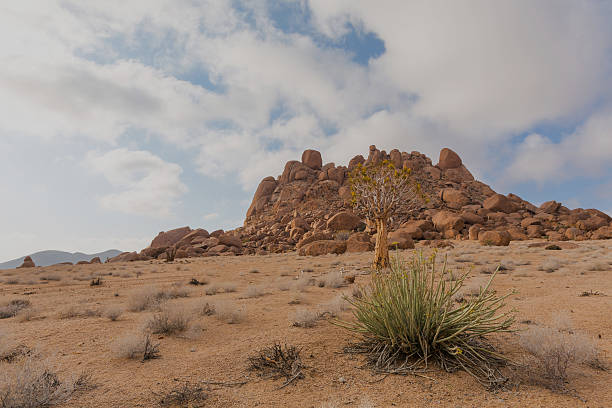 áridas richtersveld - richtersveld national park fotografías e imágenes de stock