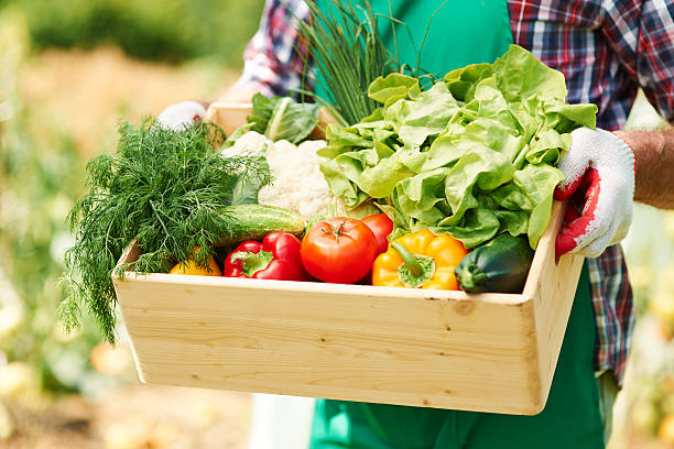 istock Box with vegetables in hands of mature man 505844457