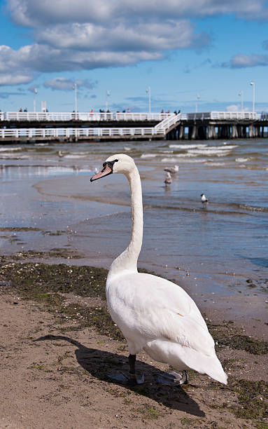 swan da Costa do Mar Báltico - fotografia de stock
