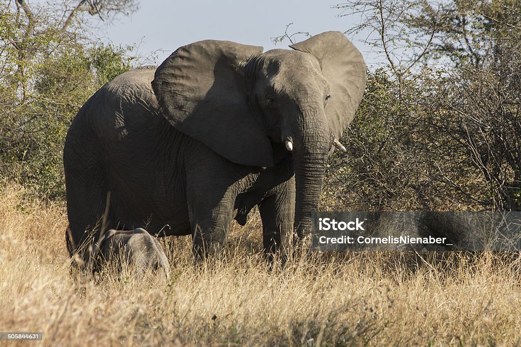 elefante - Foto de stock de Aire libre libre de derechos
