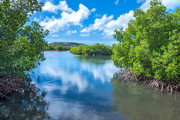 Mangrove lagoon Mangrove islands in calm shallow Caribbean lagoon of Isla Culebra on beautiful sunny day culebra island photos stock pictures, royalty-free photos & images