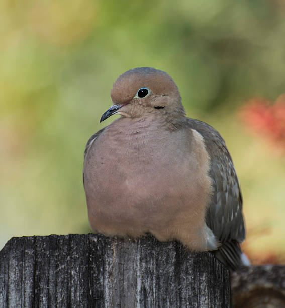 istock Mourning Dove on Fence 505845890