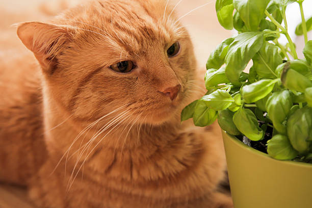 istock red cat and a natural green basil 505846250
