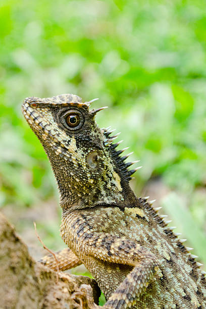 istock green dragon is reptile  in forest 505846588