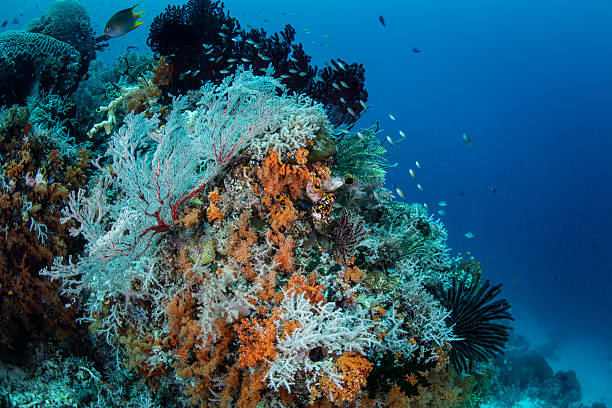istock Diverse, Colorful Coral Reef 505847252