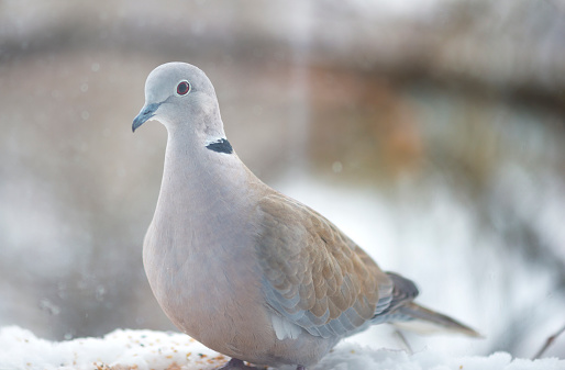 Pigeon at the window in a winter day