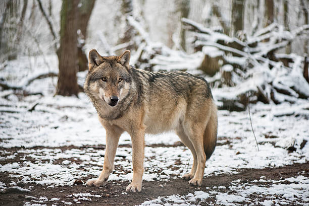 istock Wolf in the great outdoors 505848118