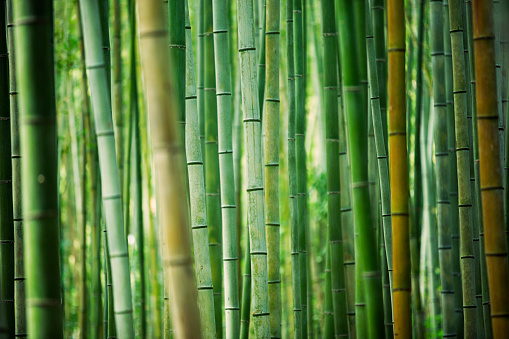 bosque de bambú photo