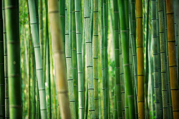 bamboo grove fresh and contrasting shades of green in a dense bamboo grove. kyoto, japan. bamboo material photos stock pictures, royalty-free photos & images