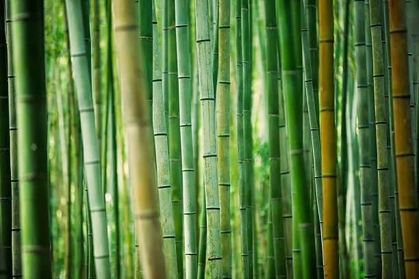 fresh and contrasting shades of green in a dense bamboo grove. kyoto, japan.