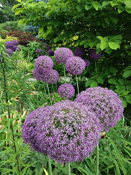 Magical 'Purple Allium' stock photo