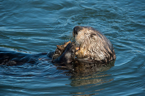 istock Close-up of Sea Otter Eating Shellfish 505849480