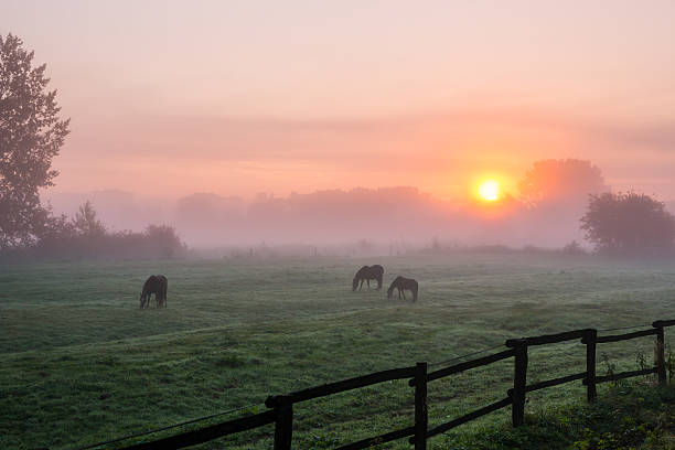 Horses grazing the grass on a foggy morning stock photo