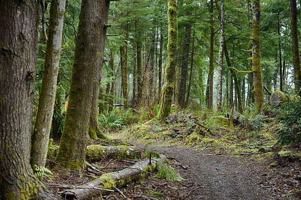 bosques sendero de excursionismo - rainforest redwood sequoia footpath fotografías e imágenes de stock