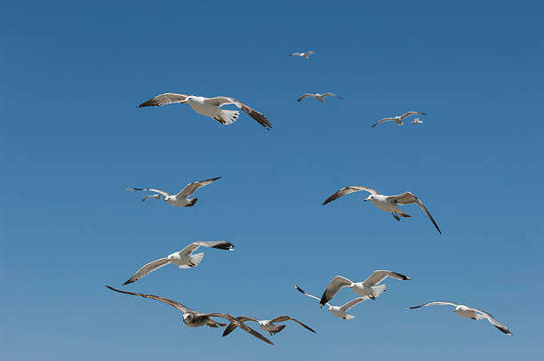 istock California Seagulls Flying Overhead 505850336