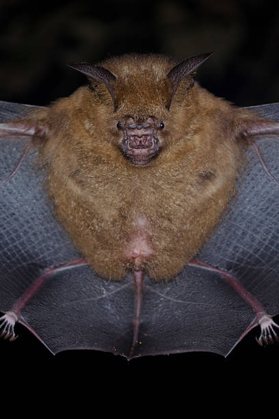 istock bat is mammal and call 