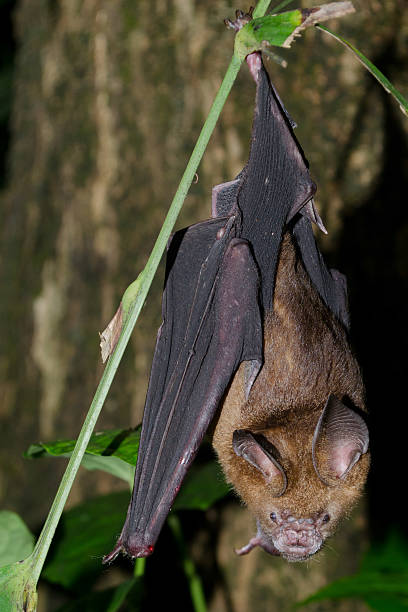 istock bat is mammal and call 