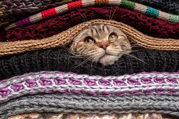 Pile of woolen clothes funny cat is preparing for cold autumn and winter, wrapped up and hide in a pile of woolen clothes at home scarf photos stock pictures, royalty-free photos & images
