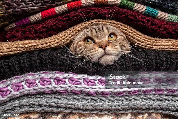 Pile Of Woolen Clothes Stock Photo - Download Image Now - Domestic Cat, Humor, Autumn