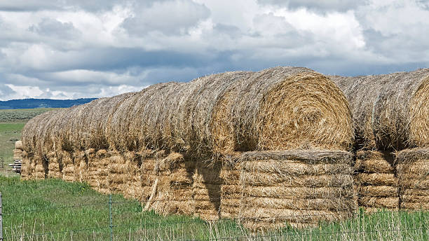 istock Montana Haystack Configurations and Stormy Sky 505850754