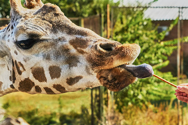 istock Giraffe at the zoo 505850890