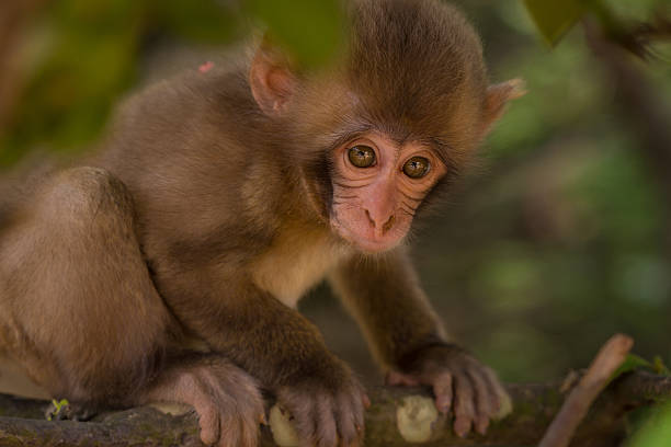 Young Japanese Macaque bildbanksfoto