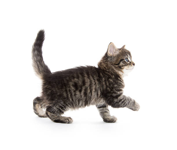 istock Cute baby tabby kitten on white 505851488