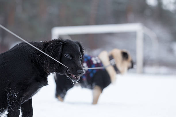 istock Black spaniel chews leash that is bound to pug. 505852280