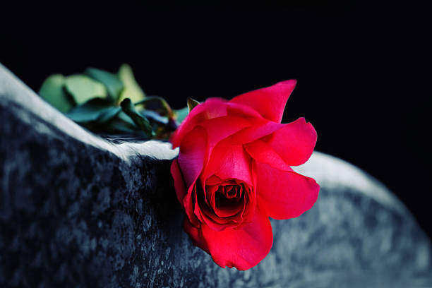 Red rose on the tombstone stock photo
