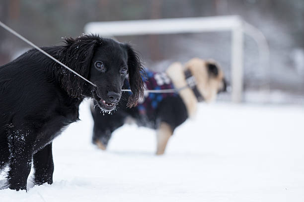 istock Black spaniel chews leash that is bound to pug. 505852402