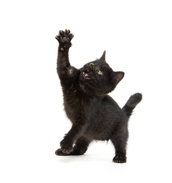 istock Cute black kitten on white background with motion blur 505852556