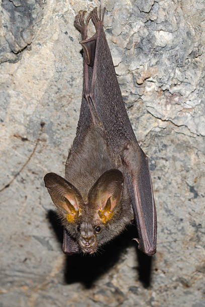 istock bat is mammal and call 