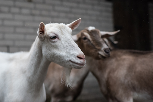 Portrait  goat of Saanen Angora breed close-up in the barnyard on a background of gray goats, Female,  without a horn.